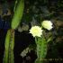 cereus peruan in floare