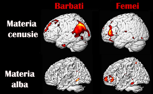 CREIERUL LA BARBATI SI FEMEI